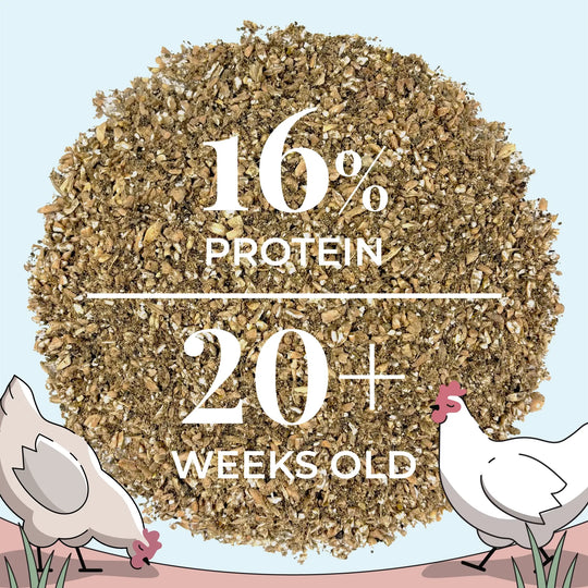 Layer Organic Chicken Feed